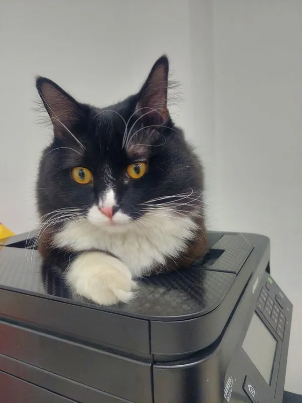 Котенок кастрированный Феликс 3 Котенок кастрированный Феликс 3