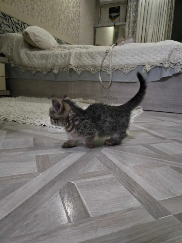 Котенок манчкин.девочка — фото 1