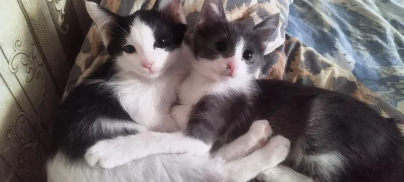 Отдам котят в добрые ручки!!! 1