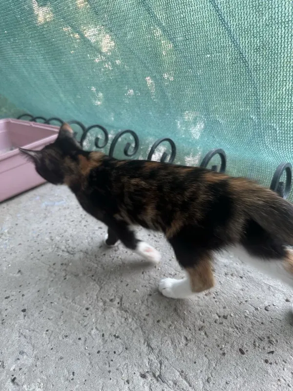 Отдам котят бесплатно 2