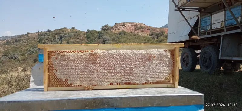 Yangi tog‘ asalari uyasi (sotali asal) 3