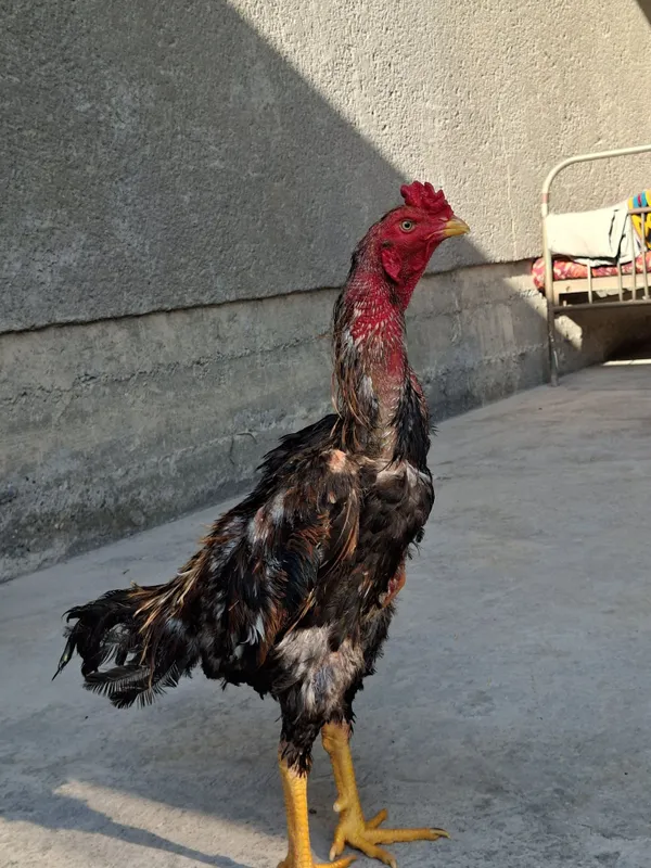 Jujamiz sotiladi qoni toza yapon shamo 1 Jujamiz sotiladi qoni toza yapon shamo 1