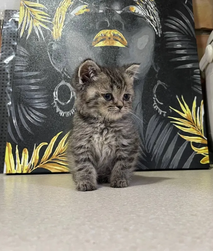 Котята скотиш страйт и фолд — фото 6