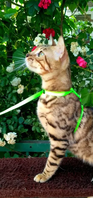 бенгальская кошка