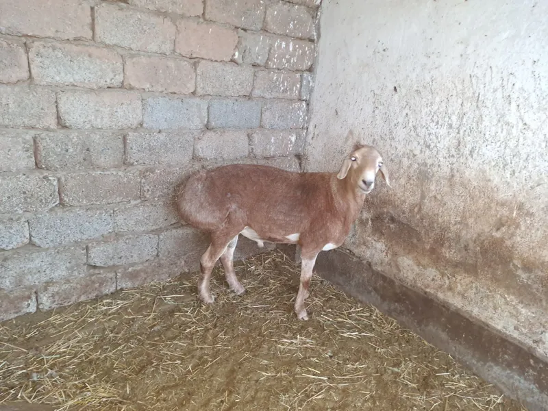 Quchqor boqishgaxam buladi suysa ham buladi