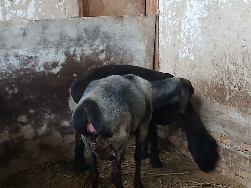 Qo'y qo'zichog'i bilan