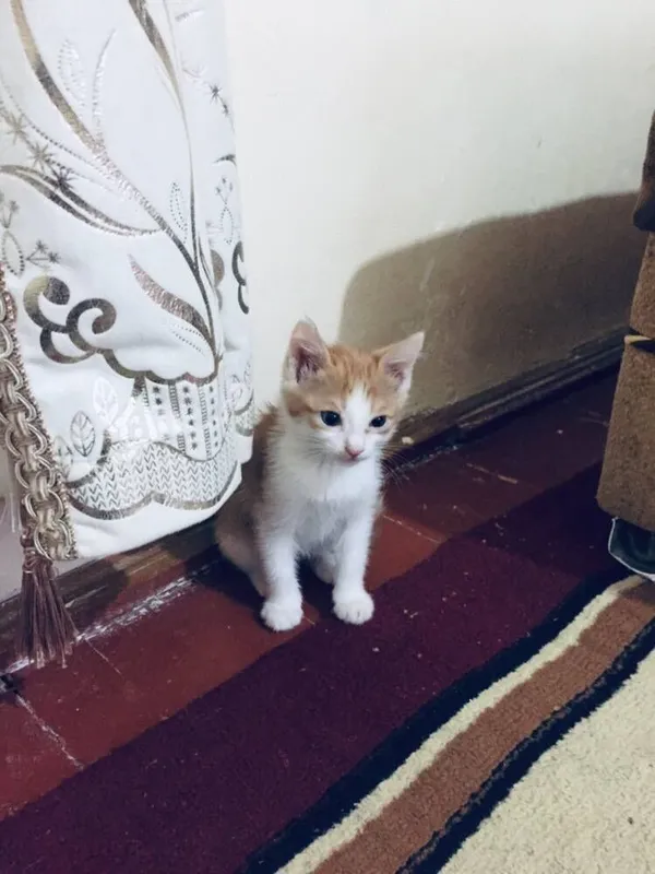 Pshik yaxw qollara bariladi bepul