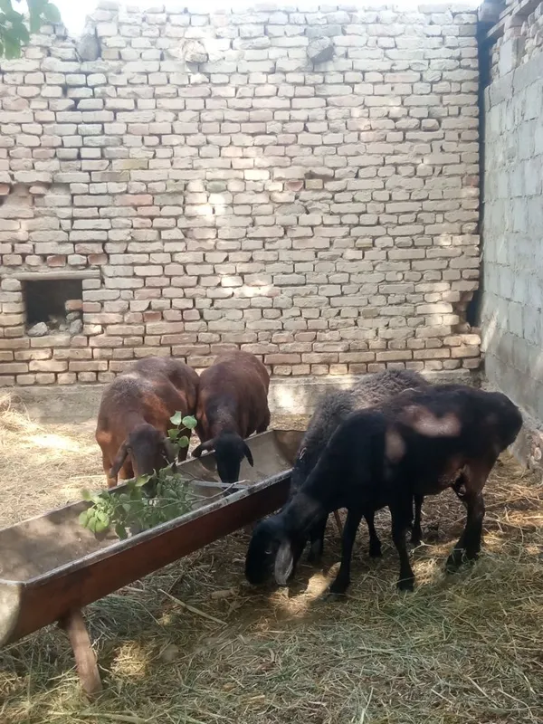 Qoʻylar sotiladi 2 Qoʻylar sotiladi 2