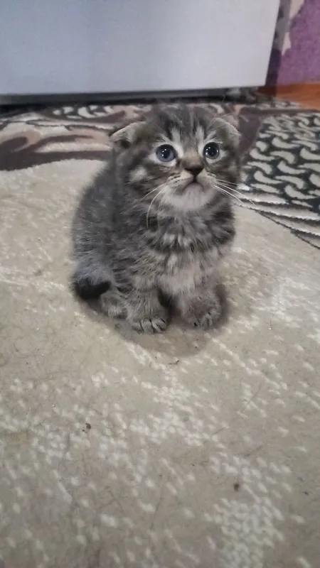 Мейн кун отаси онаси скоттиш фолд — фото 1