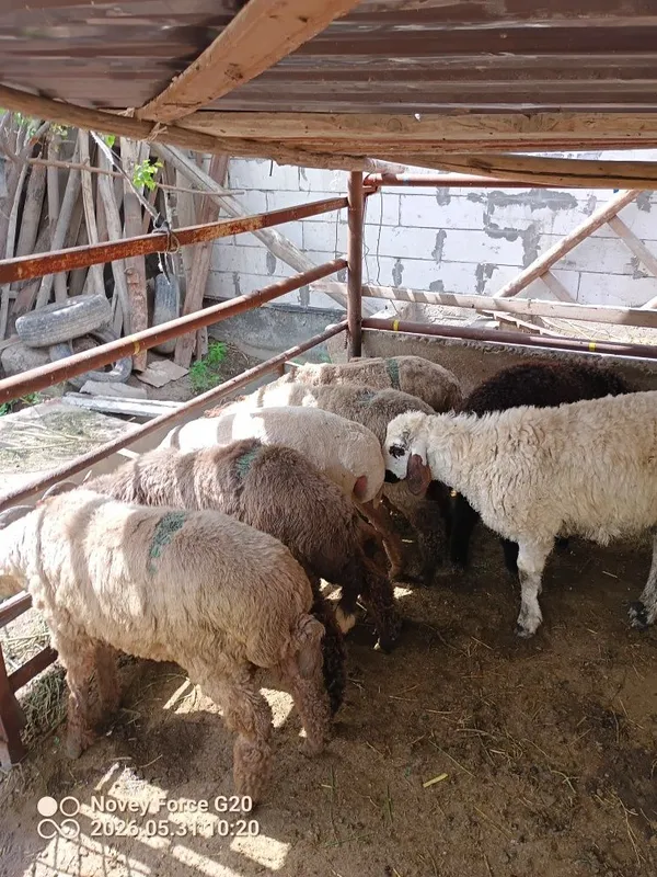 Shuyilgi tagal barala sotladi buxoro losha da — фото 1