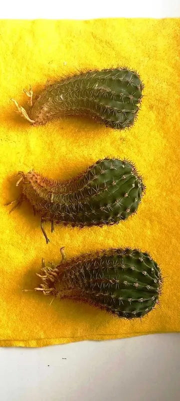 Продам деток кактуса Эхинопсис ECHINOPSIS 3шт 20,000 сум Продам деток кактуса Эхинопсис ECHINOPSIS 3шт 20,000 сум