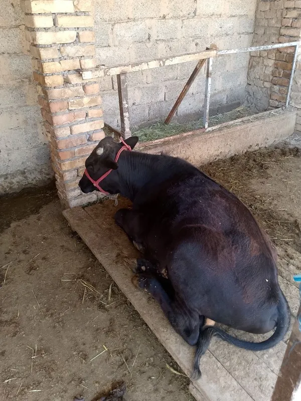Buqa Sotiladi 1yosh Buqa Sotiladi 1yosh