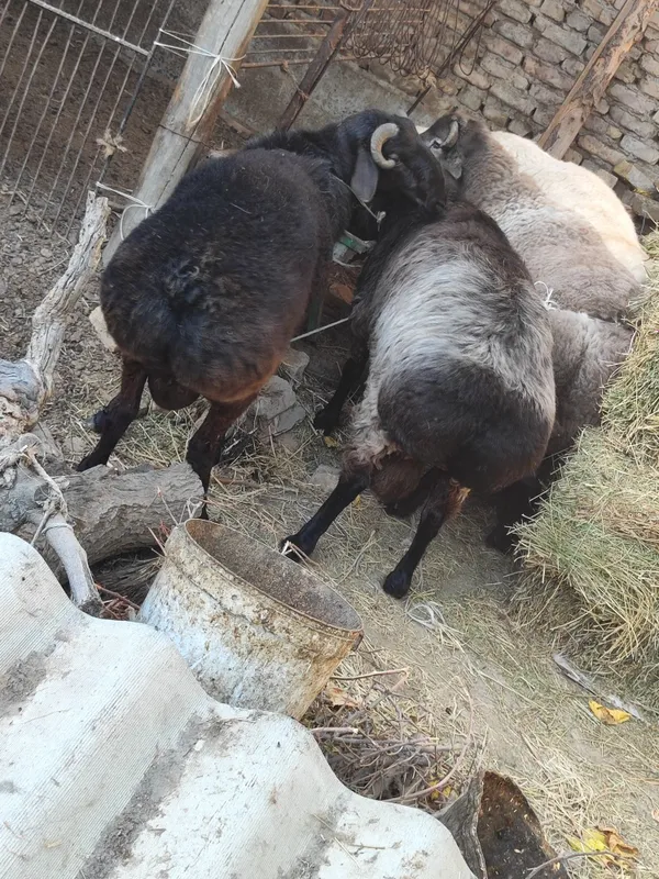 Qo'chqorlar sotiladi tezda badani semiz yeyishi — фото 2