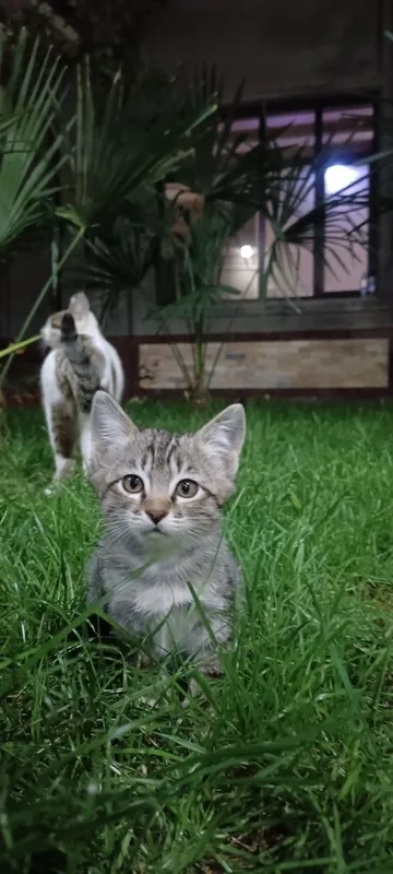Кошки без породные 1