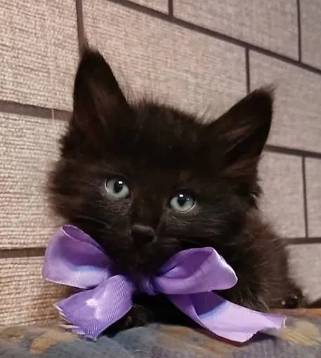 Отдам котенка мальчика — фото 1