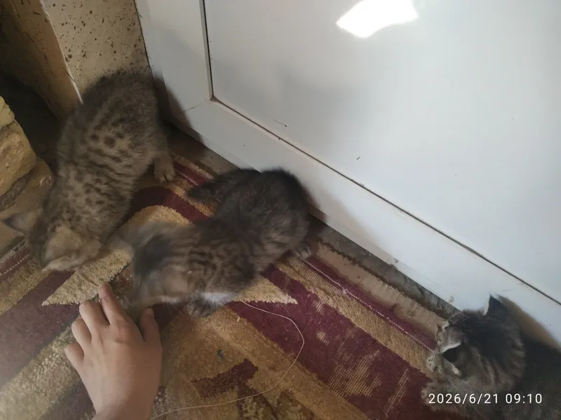 Ona va bola mushuk xadya qilamiz — фото 2