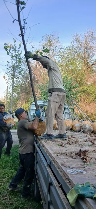 Chinor bor Toshkent da 4 Chinor bor Toshkent da 4