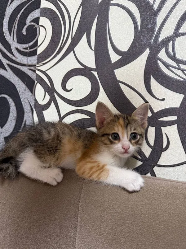 Домашние котята — фото 2
