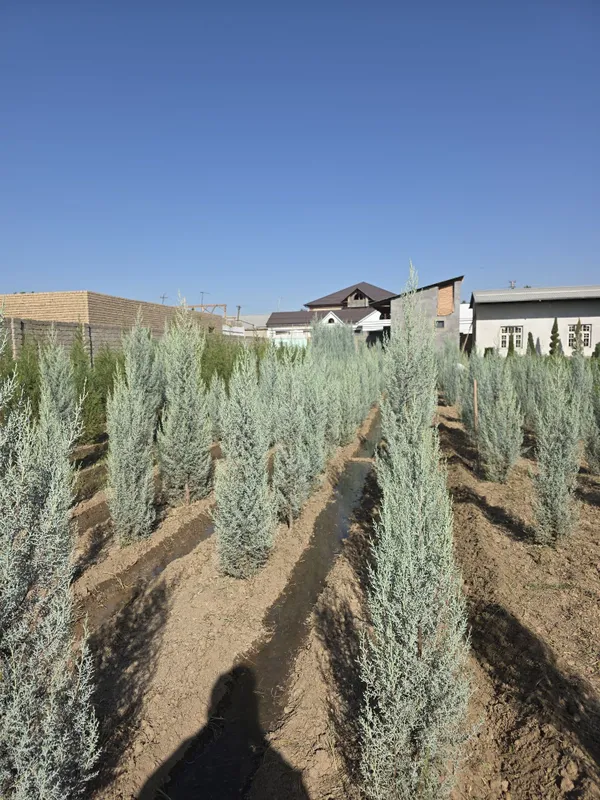 Кипарис аризонский 4