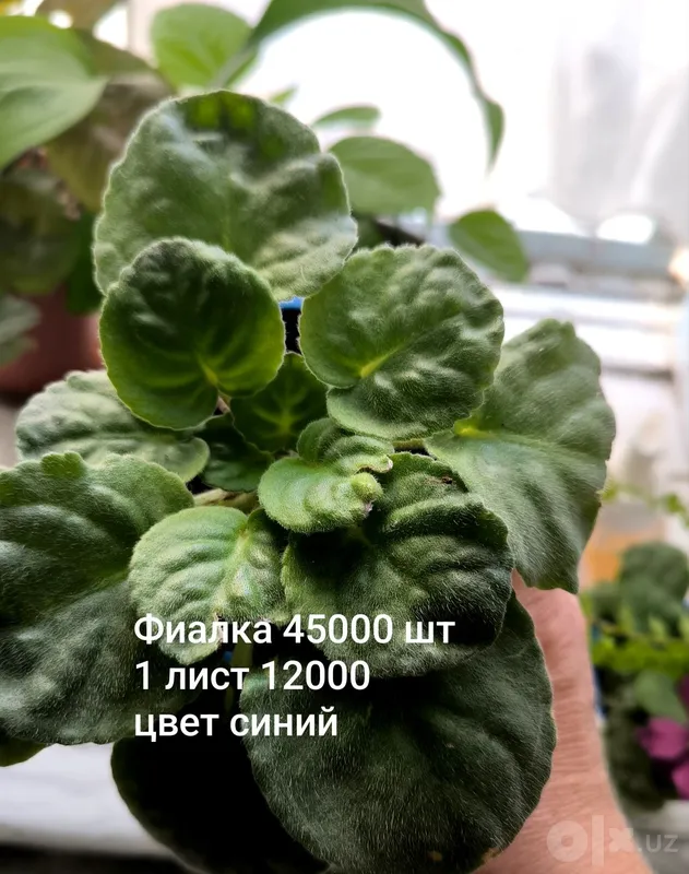Xona gullari va mushukcha 6 Xona gullari va mushukcha 6