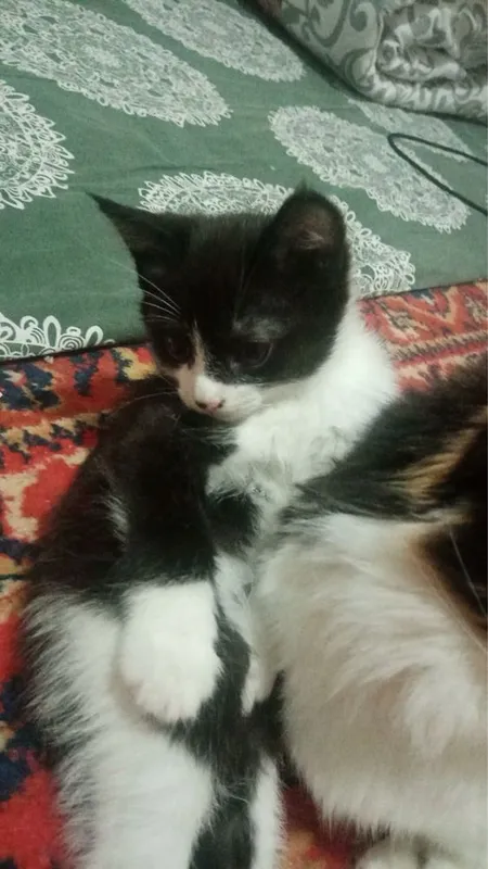 Отдам котят бесплатно — фото 1