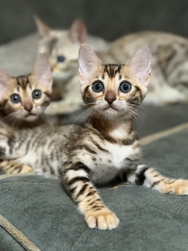 Бенгальский котенок 1