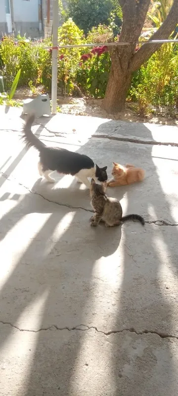 Assalomu alaykum! Mushuk bolalari bor bepul beramiz 2 Assalomu alaykum! Mushuk bolalari bor bepul beramiz 2