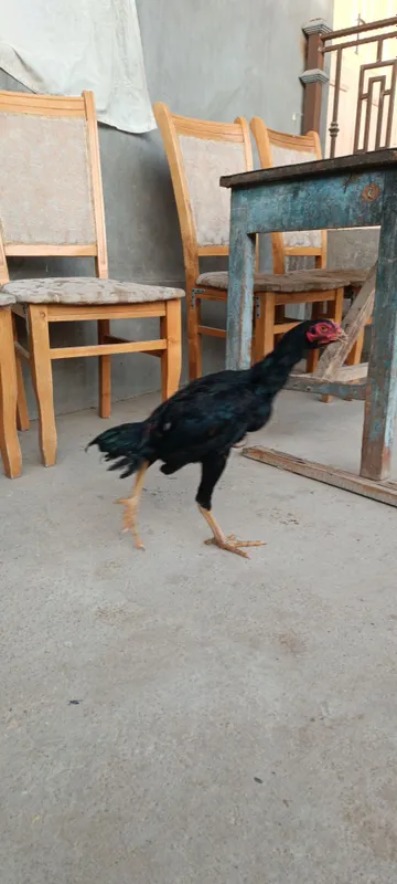 Jinsiy musobaqalar onlayn TV