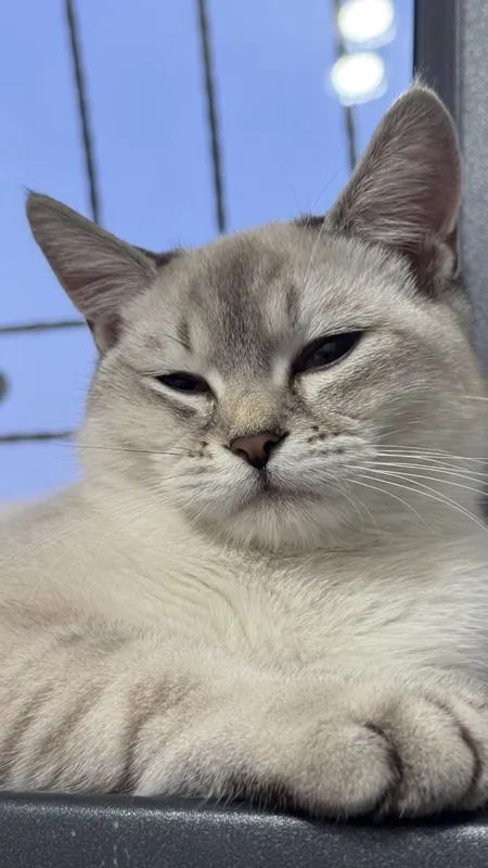 British Shorthair mushuk sotiladi — фото 4