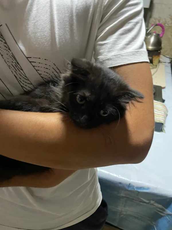 Персидский кот 2 Персидский кот 2