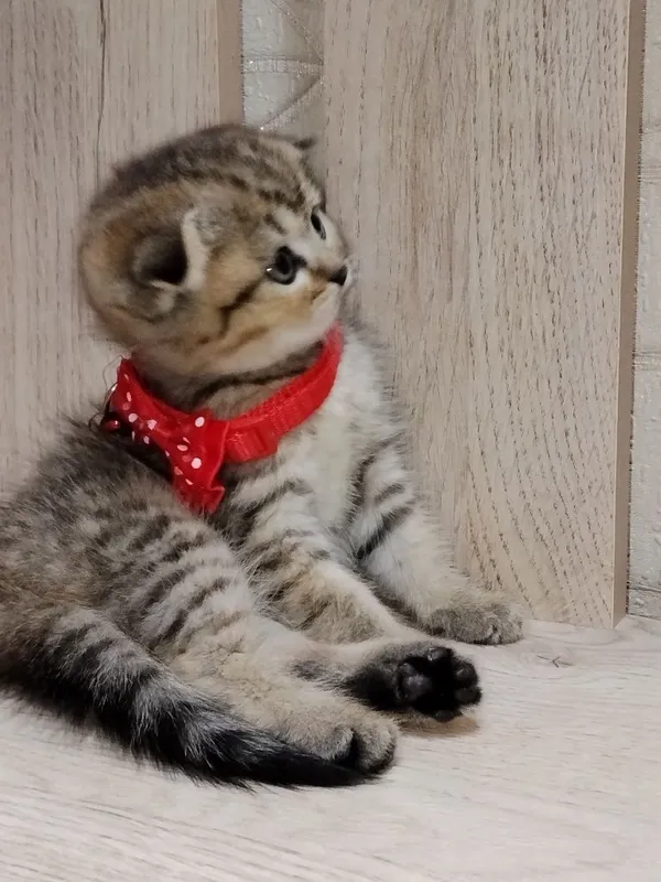 Скоттиш фолд продажа 3 Скоттиш фолд продажа 3