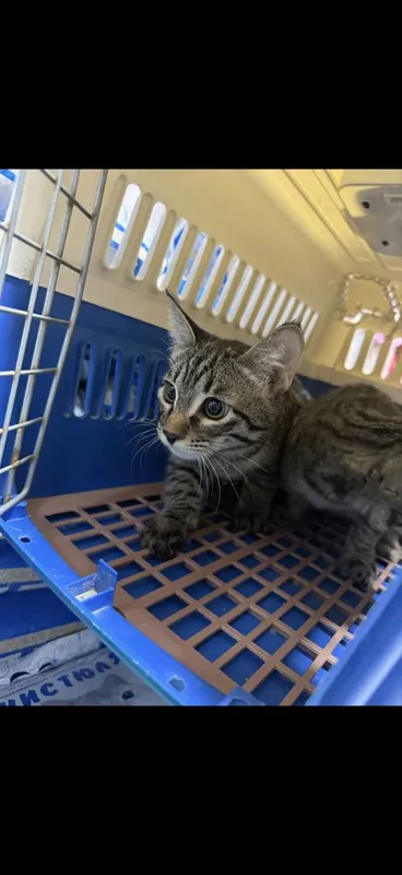Отдам котят в хорошие руки 2 Отдам котят в хорошие руки 2