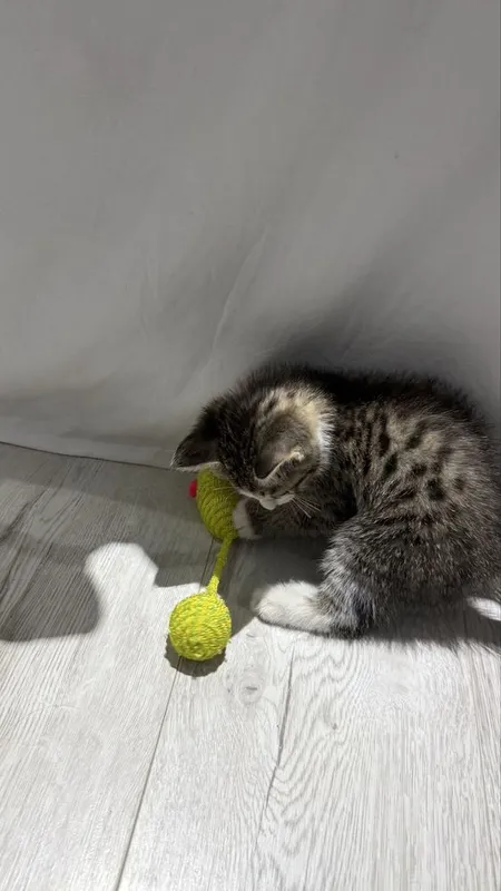 Ищем дом котенку — фото 2