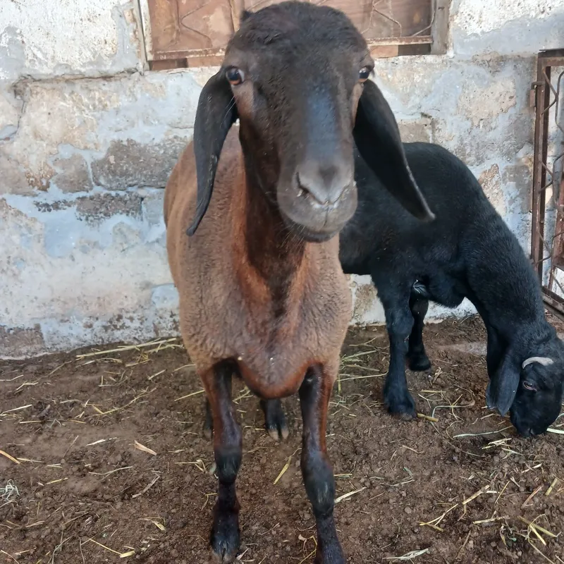 Кучкорлар сотилади. 3