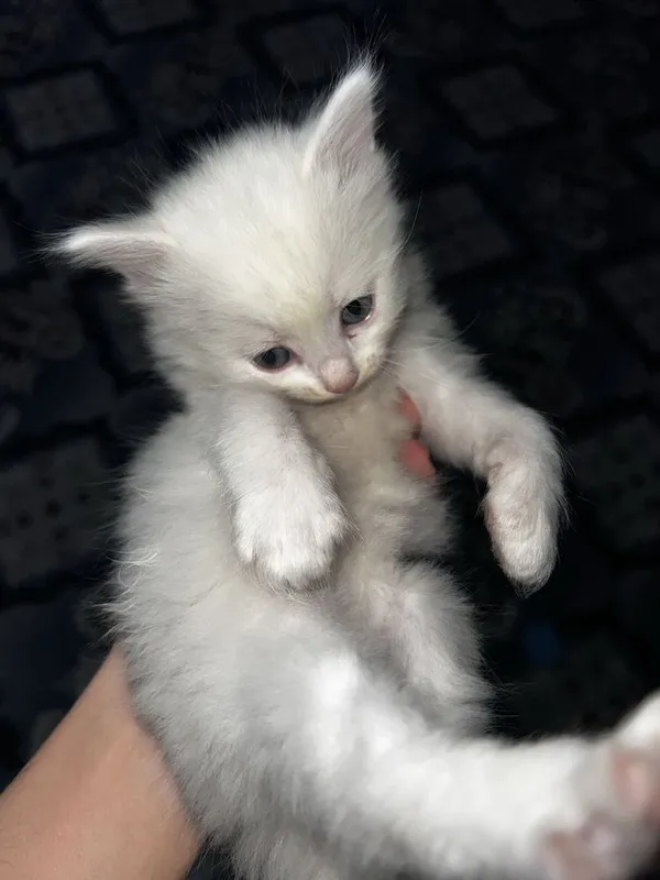 Oq Rangli Turetiskiy angora qiz bolasi — фото 5