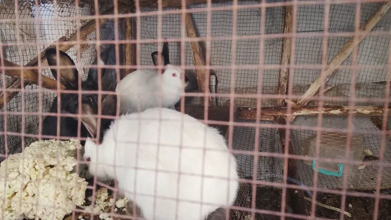 Tozza kalifoʼrniya quyonlar bor hammasi sogʼlom