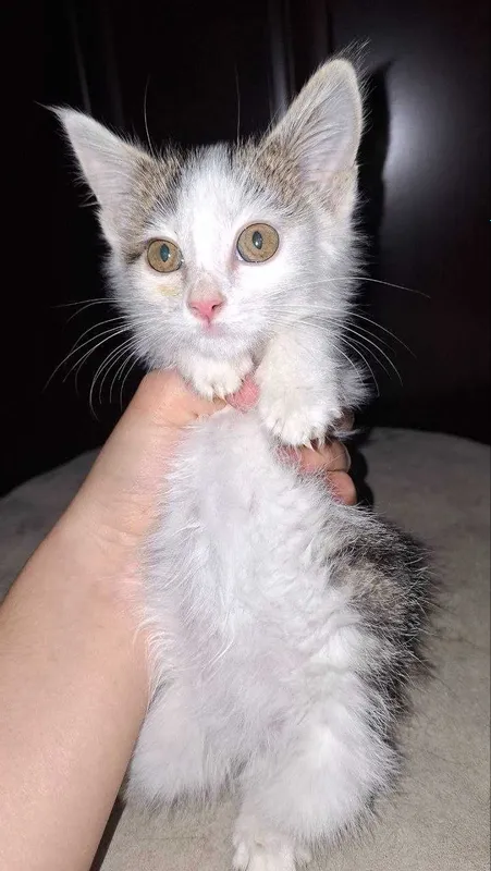 Отдам котят бесплатно 2