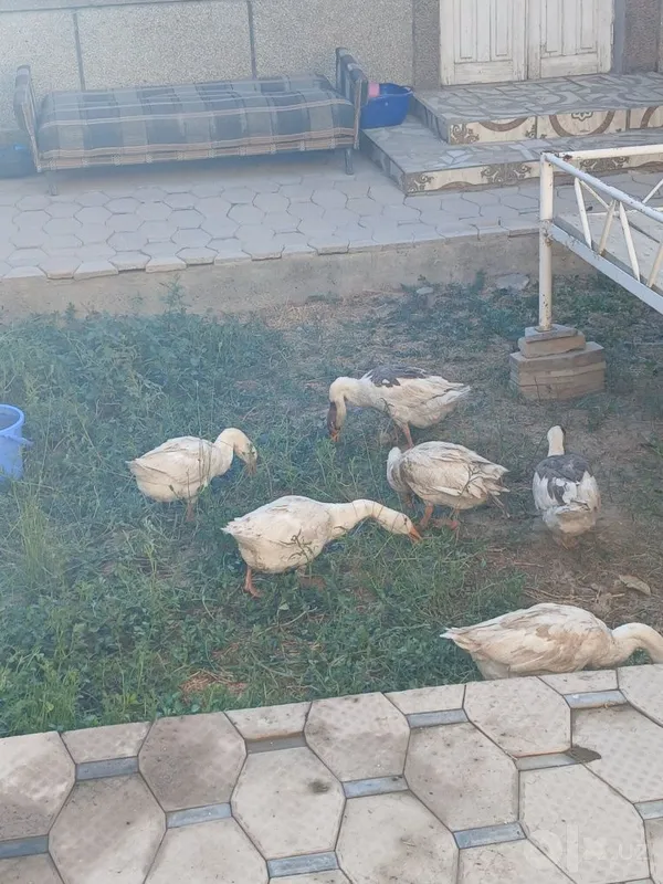 Ґоз ва брама товуклар 3 Ґоз ва брама товуклар 3