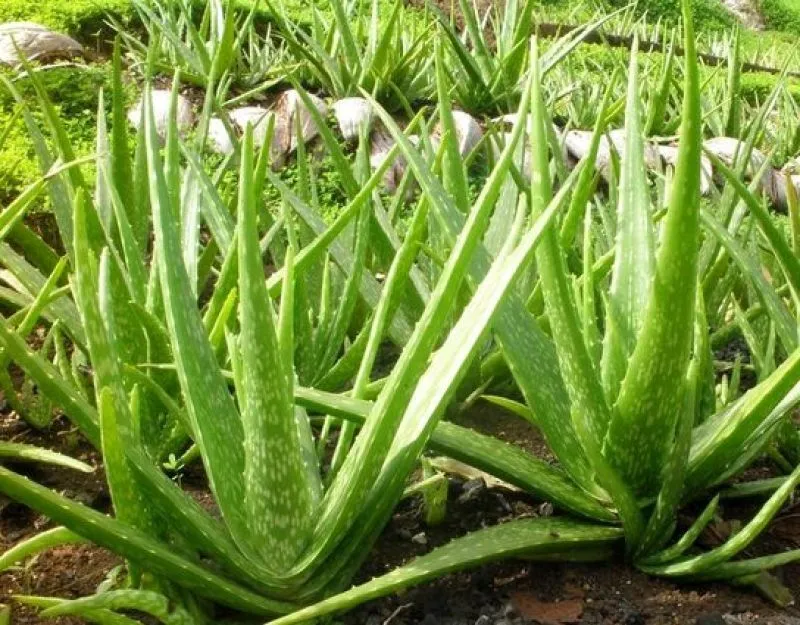 Алоэ вера (Aloe vera) — 25 см — фото 1