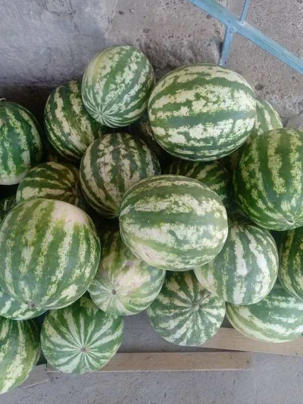 qovun tarvuz 3