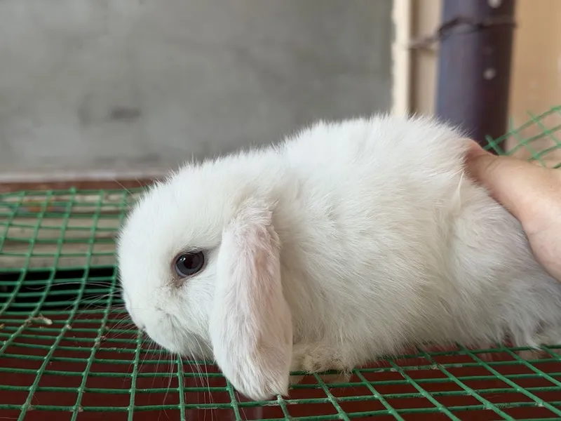 Кролик карлик баран 2