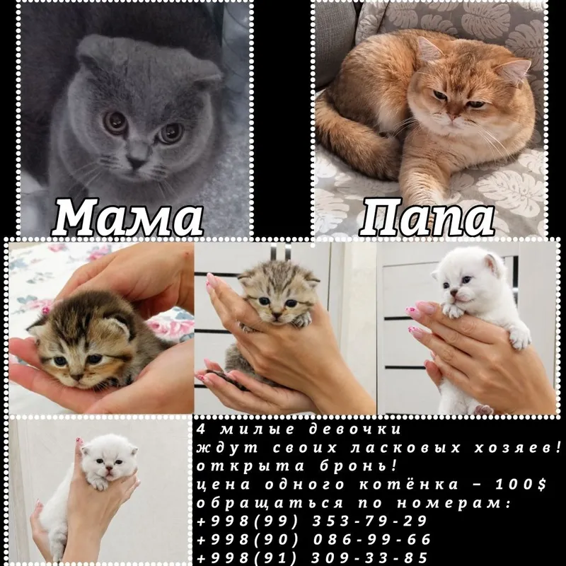 Продаются котята цена 100 долларов
