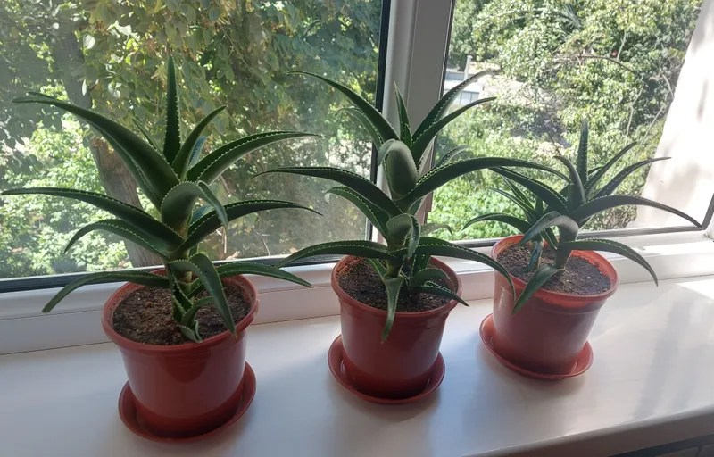 Uy gullari. Aloe vera 3 dona va Dekabrist 1 dona 1