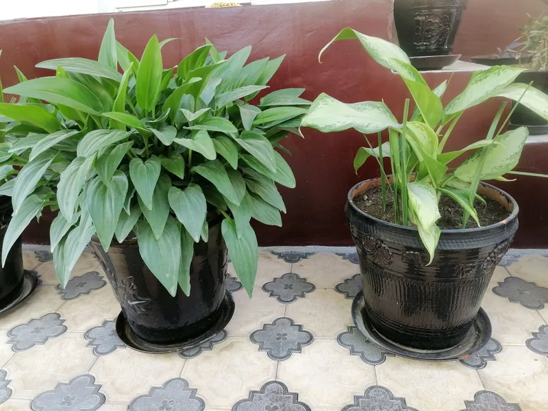 honaki gullar sotiladi — фото 1