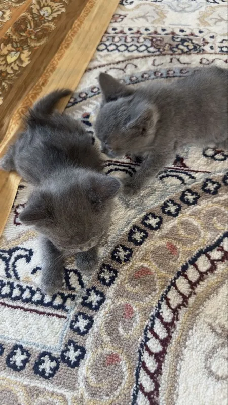Scottish. Fold 2 3 Scottish. Fold 2 3