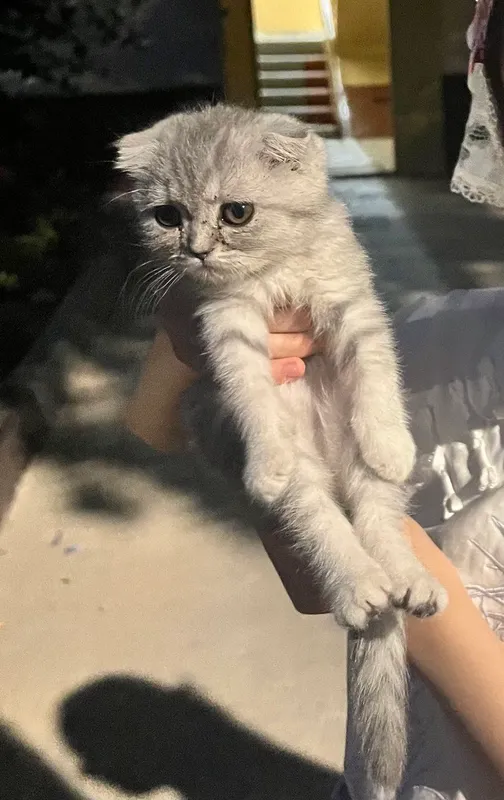 shinshila 3 oylik qiz bola narxi 1 ml tashkent