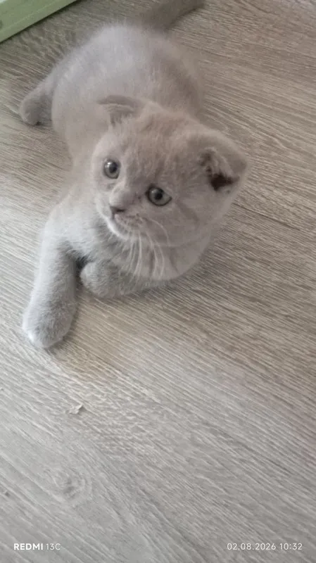Котята скоттиш фолд/страйт 1 Котята скоттиш фолд/страйт 1