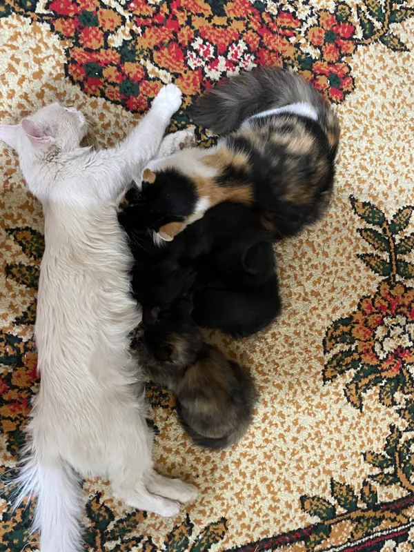 Котята 1 Котята 1