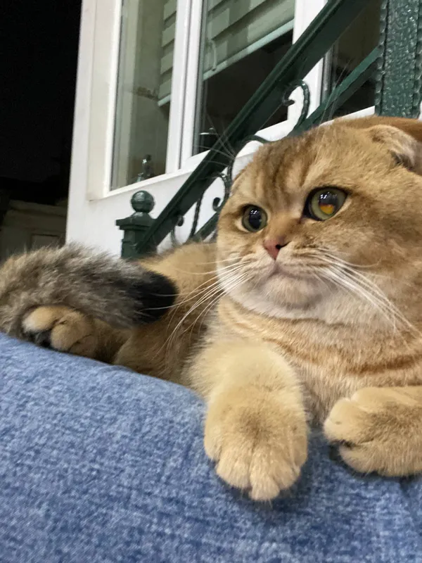 Вязка кота, Симба Киз мушукларни вязкага чакиради — фото 3