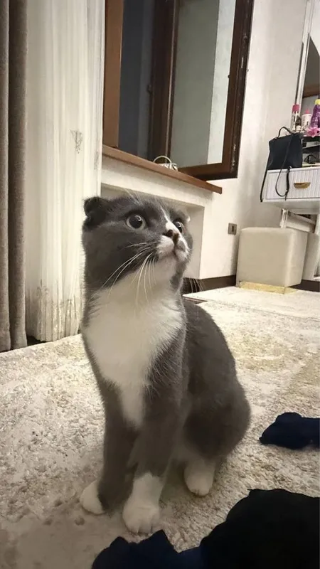 Кошка Scottish Fold (Шотланд вислоухий) 2